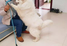 德云女孩爆料事件视频播放,揭秘事件背后真相