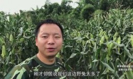 农村型男爆料大全最新,揭秘农村男子的独特魅力与生活点滴